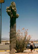 Mojave woestijn: op weg van Palm Springs naar Phoenix, 7 mei 1990