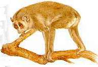 Slanke lori komt voor in India en Sri Lanka