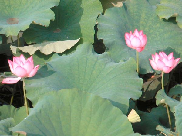 4ch184_Yangshou_lotusbloemen