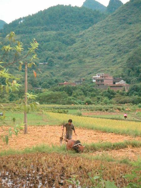 4ch215_Yangshou_tussendragonbridgeenJinbao_man_os02
