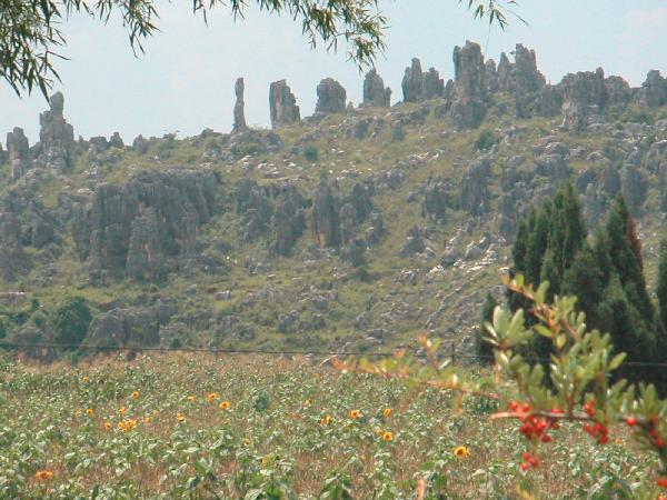 4ch293_Kunming_stone_forest19_zonnebloemen