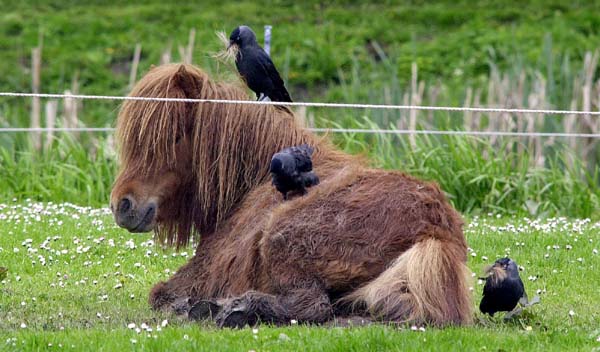 pony , kauwtjes | Jackdaws | Choucas des tours | Dohle