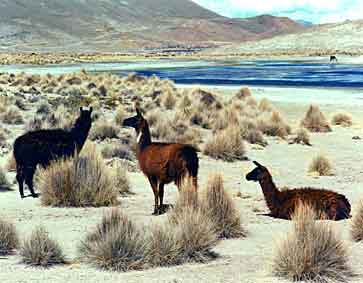 Lama's op een zoutvlakte.