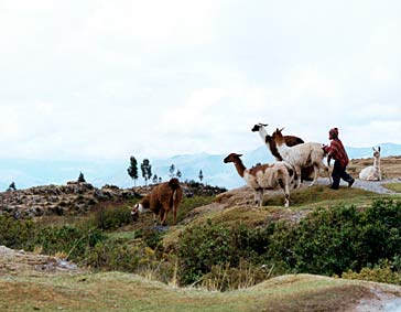 Jonge herder met zijn kudde lama's