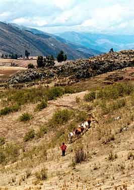 De herder wandelt door de Andes