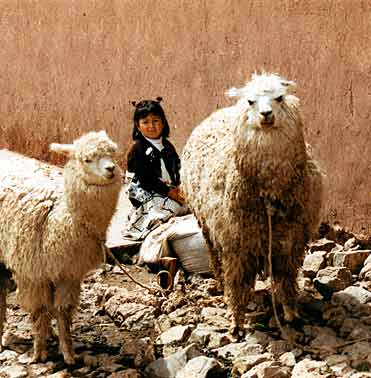 Meisje tussen de lama's.