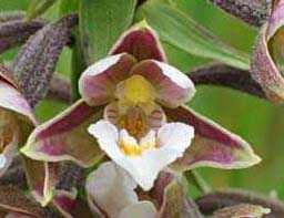 Epipactus palustris, type 1, bloem van Moeraswespenorchis 28-6-2003