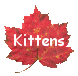 Kittens