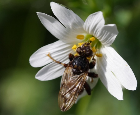 Myopa buccata