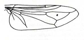 Physocephala vleugel