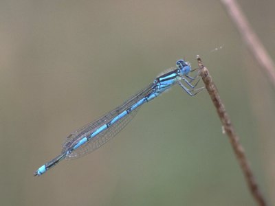 http://fly.to/dragonflies