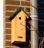 vogel,bird,kast,box,kijken,view,sneak,camera,webcam,webkast,nest,koolmees,pimpelmees,tit