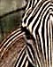Welke zebra is dit?