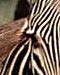 Welke zebra is dit?