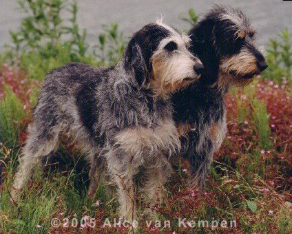 Coquine en Loulou, photo Alice van Kempen