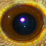  diafragma in het oog 