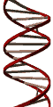  DNA model (Watson, Crick, 1953) 
