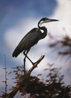 heron (23K)