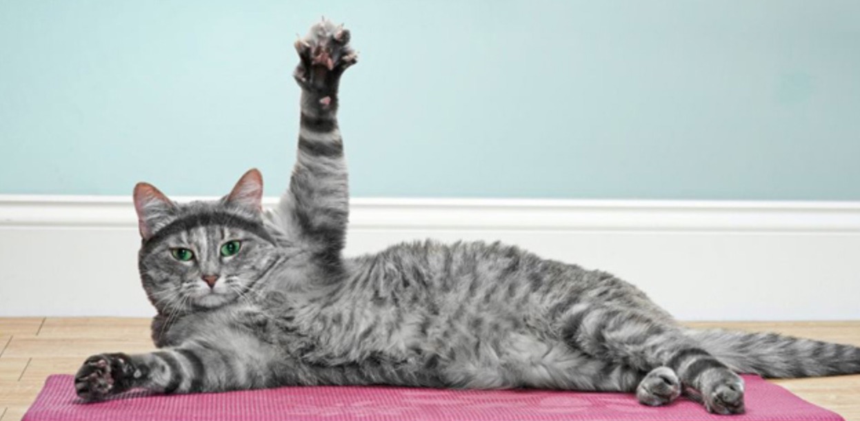 sportkat