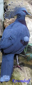 kroonduif