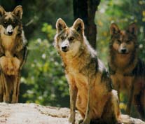 Los Lobos (de wolven)