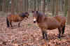 Exmoor Ponies op Herperduin.JPG (290573 bytes)