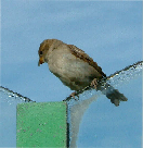 Dieren