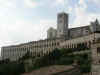 basiliek5gr.jpg (24276 bytes)