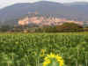 zonnebloemengr.jpg (47263 bytes)