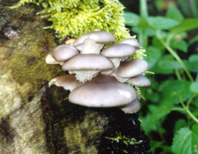 Oesterzwam, Almere