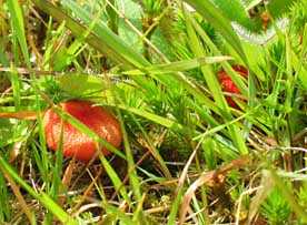 paddestoel, Almere, 24-6-2003