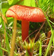 paddestoel, Almere, 24-6-2003