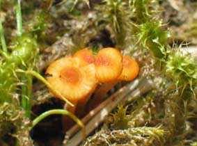 paddestoel, Almere, 24-6-2003