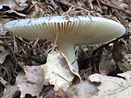 Grofplaat russula, Markelo, 6-7-2003
