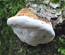 paddestoel, Markelo, 6-7-2003