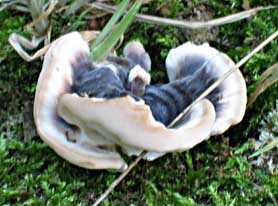 paddestoel, Markelo, 10-8-2003