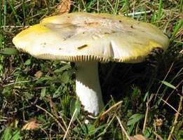 Gele Russula, Almere, 13-9-2003