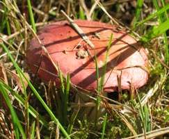 Rode Russula, Almere, 13-9-2003