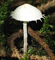 paddestoel, Lelystad, 14-9-2003