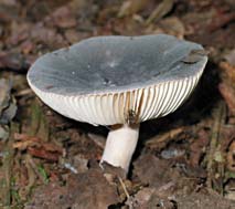 Grofplaat russula, Markelo, 21-9-2003