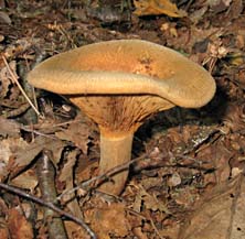 paddestoel, Markelo, 21-9-2003