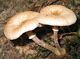 paddestoel, Markelo, 21-9-2003
