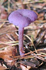 paddestoel, Harkerwijk, 30-09-2007