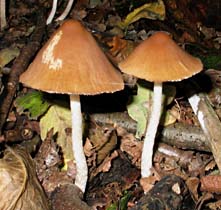 paddestoel, Almere, 11-10-2003