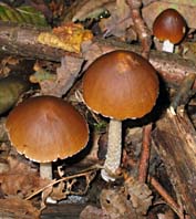 paddestoel, Almere, 11-10-2003