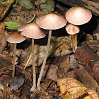 paddestoel, Almere, 11-10-2003