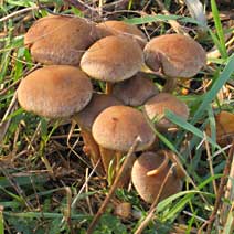 paddestoel, Almere, 9-11-2007