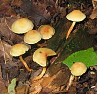 Zwavelkopjes, Almere, 11-10-2003