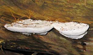 paddestoel, Markelo, 18-11-2007