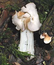 Witte Kluifzwam, Almere, 11-10-2003